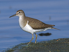 Common Sandpiper